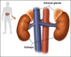 adrenal pic